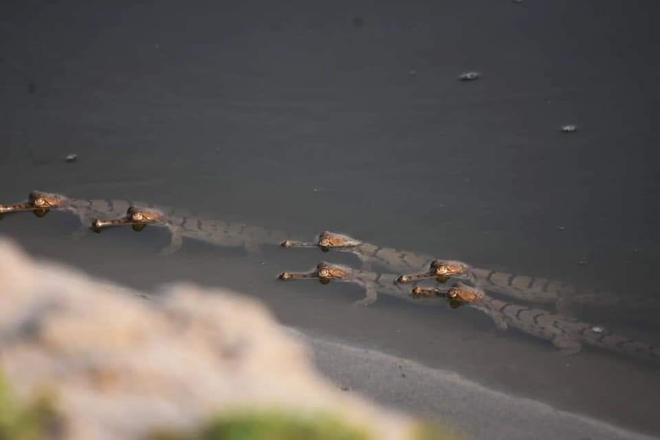 Children of crocodiles in the Yamuna River