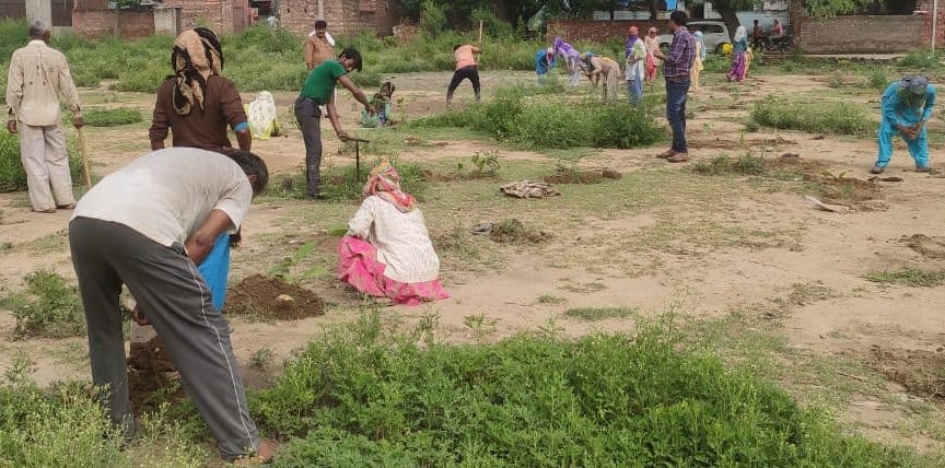 Finally plantation was done by picking up the plants thrown on the road