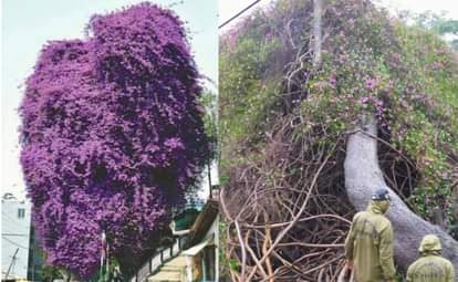 Bougainvillea tree more than two hundred year old tree falls due to rain