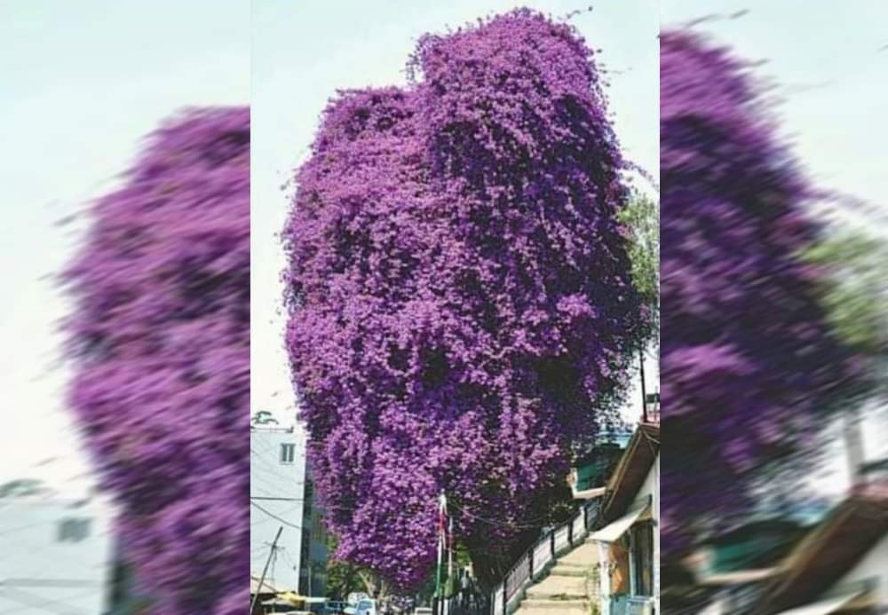 Bougainvillea tree more than two hundred year old tree falls due to rain