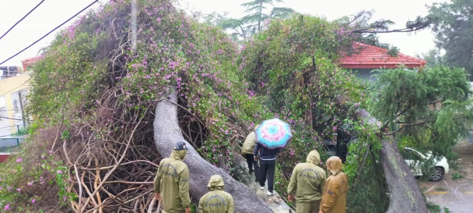 Bougainvillea tree more than two hundred year old tree falls due to rain