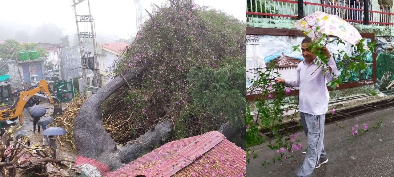 Bougainvillea tree more than two hundred year old tree falls due to rain