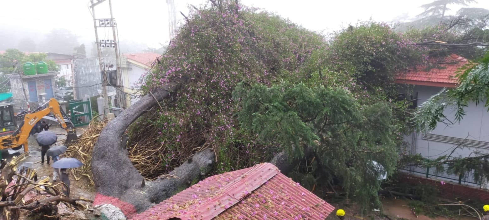 Bougainvillea tree more than two hundred year old tree falls due to rain
