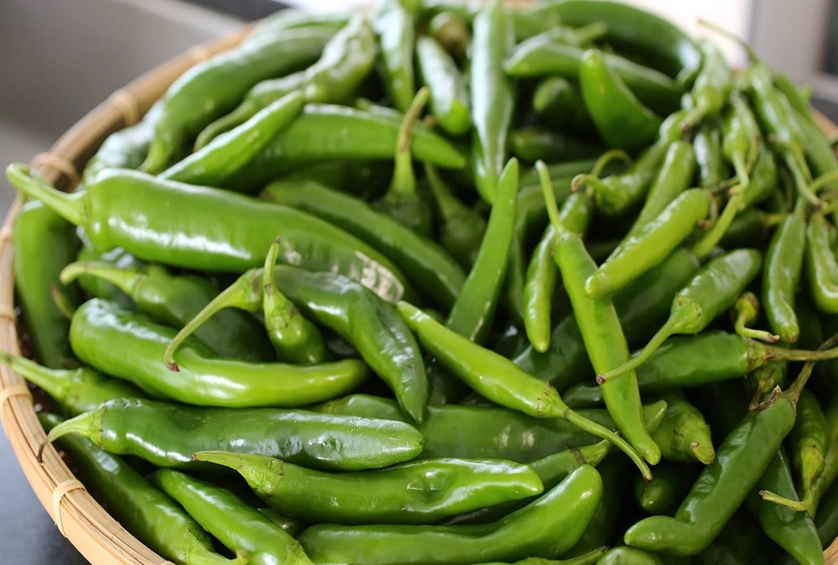 Diet and food: chili health benefits eating peppers can give you many benefits in Hindi