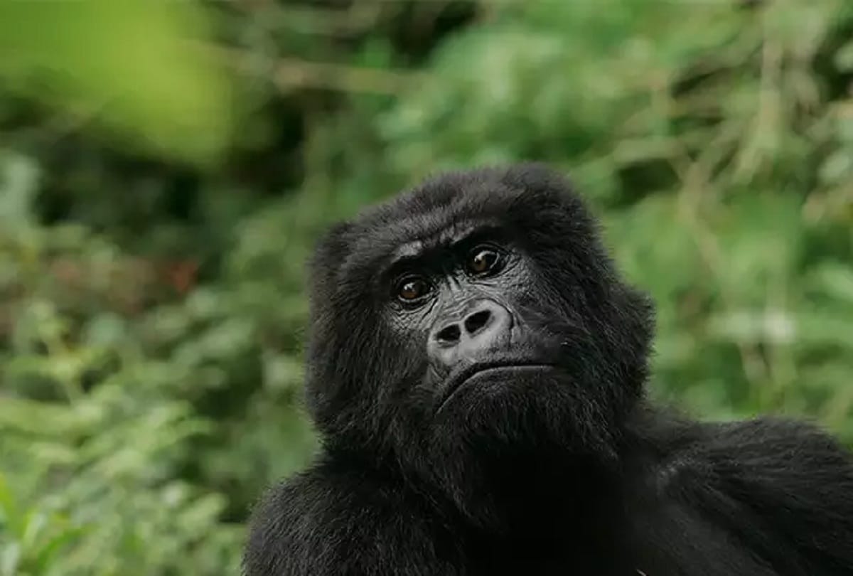 Endangered gorillas will give birth to first child, special preparations