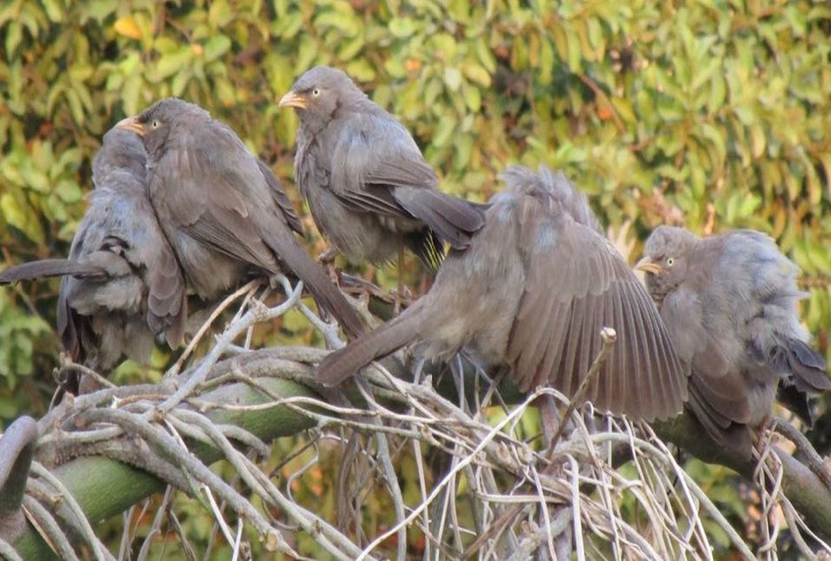 assam mystery of jatinga valley bird suicide point