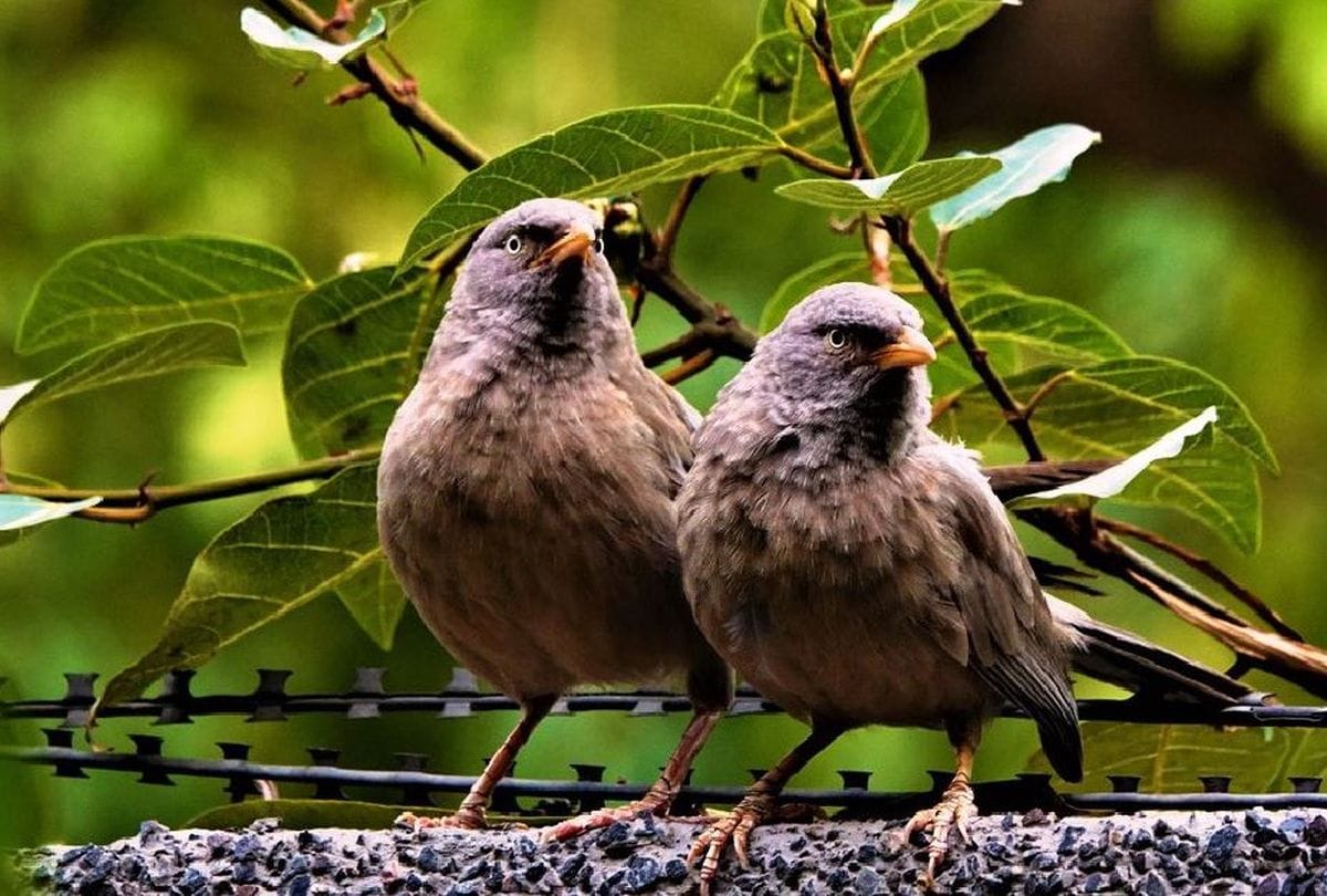Seven Sister Birds In Chambal Villages