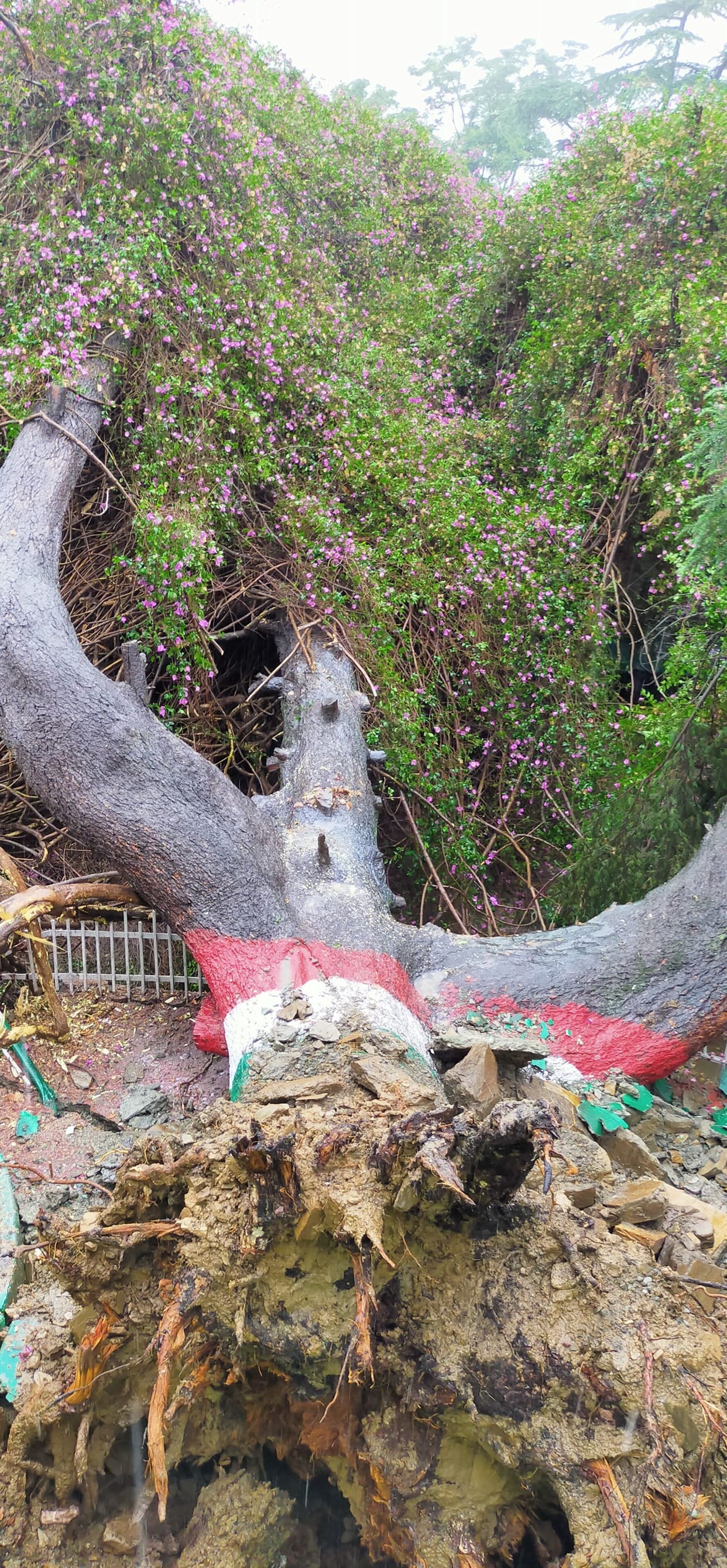 Boganbeliya of Almora