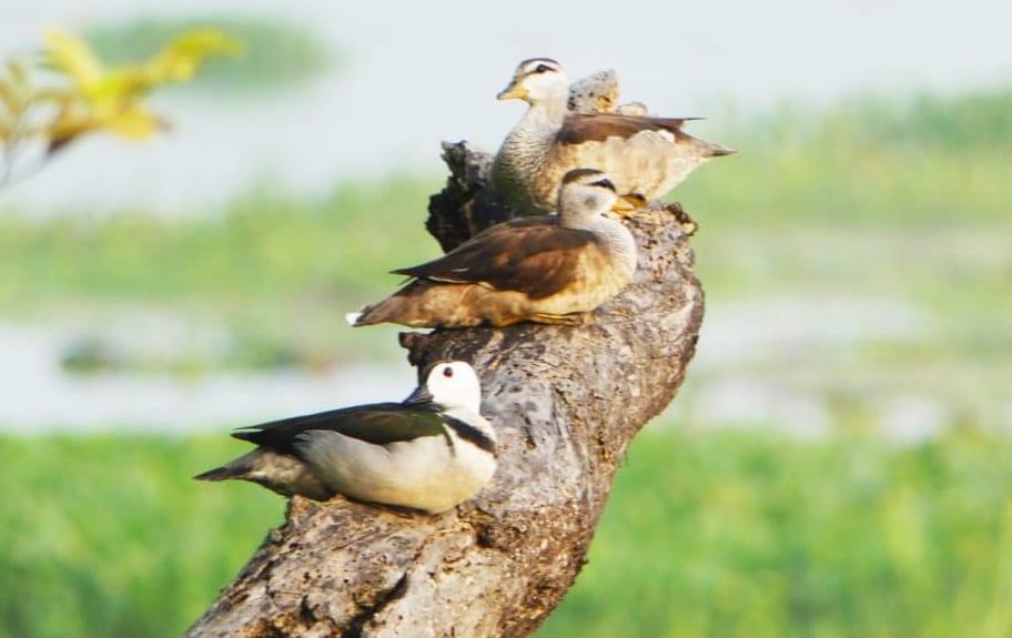 Papiha tweeting in Hyderpur Wetland