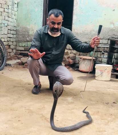 गुरुग्राम में कोबरा रेस्क्यू करते हुए वन्य जीव संरक्षण
