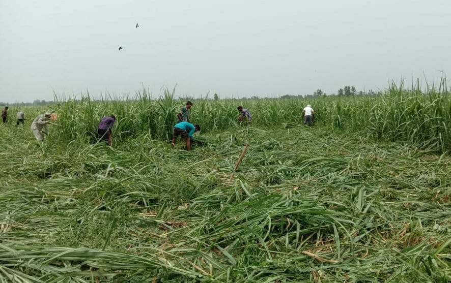 100 bigha land will be administered by consternation