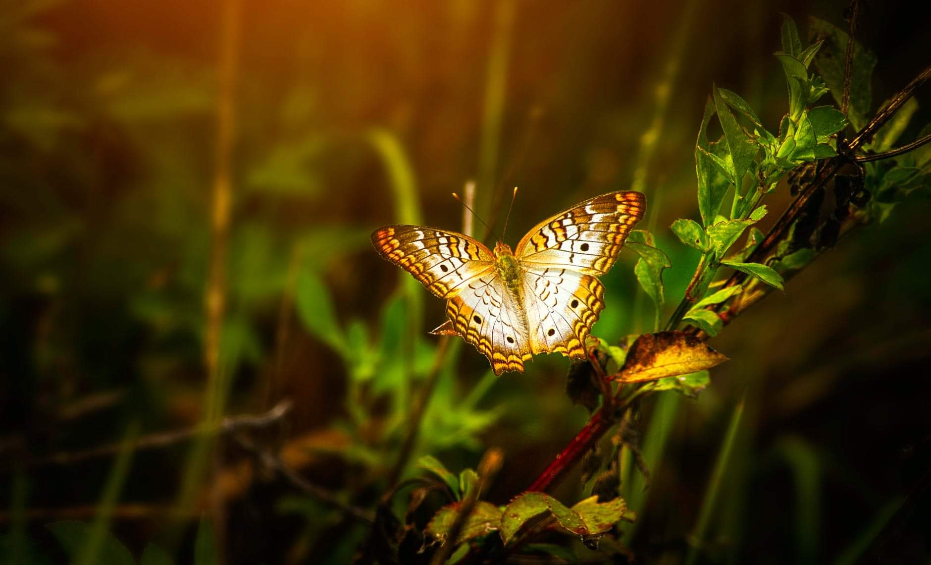 fengshui butterflies improves love life and brings happiness in the family