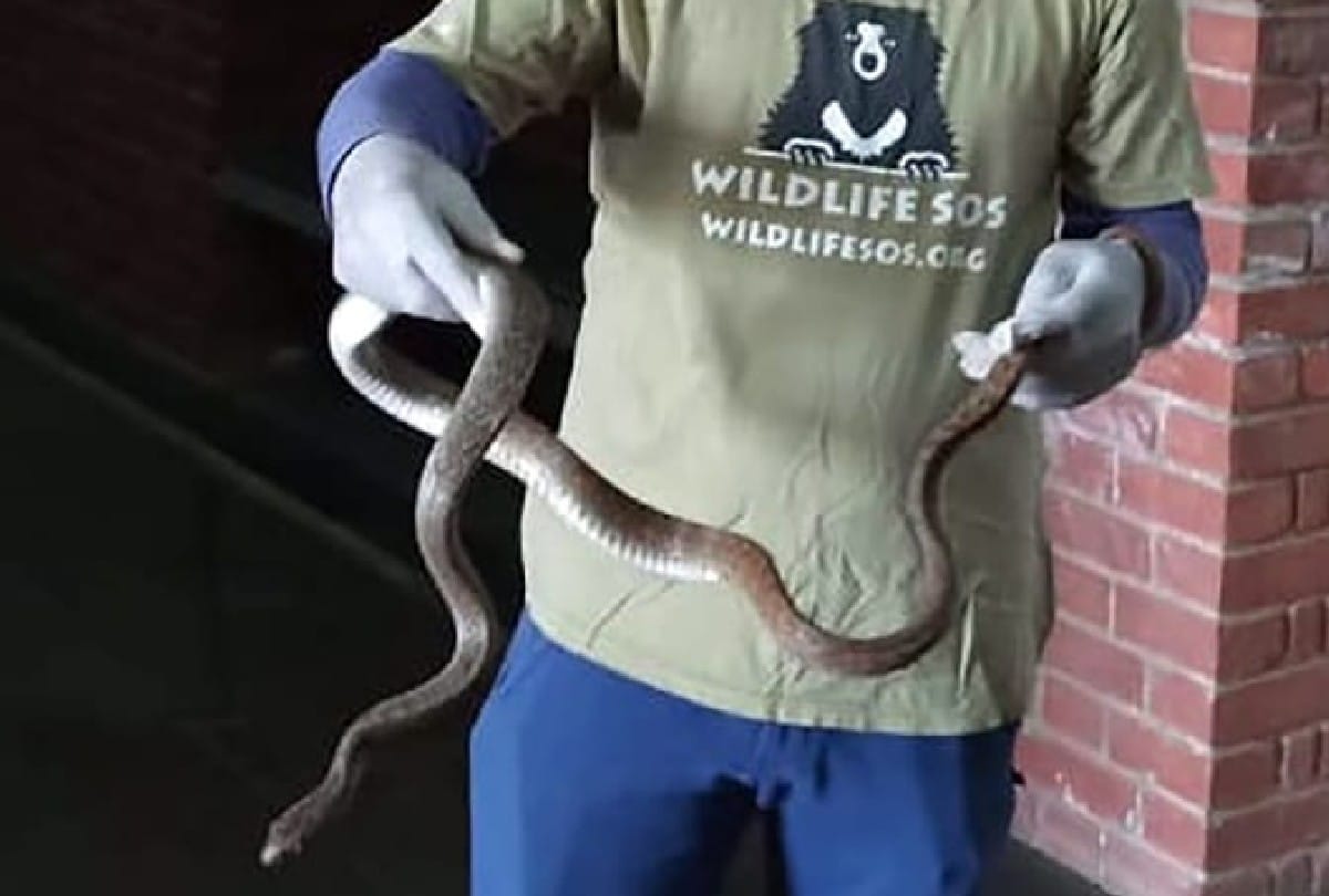 Panic spread due to snake in quarantine center in agra