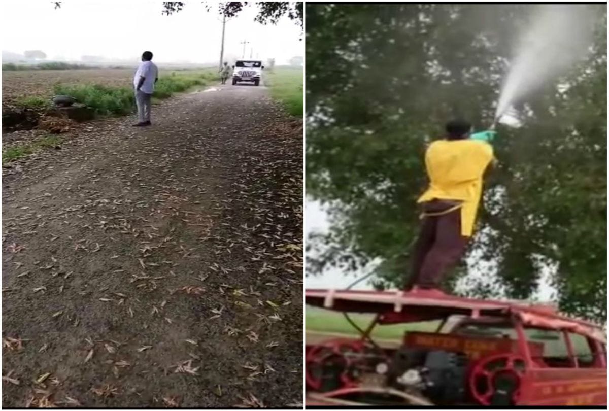 Pakistani Locusts Tiddi Dal Back Attacks In Village Of Agra