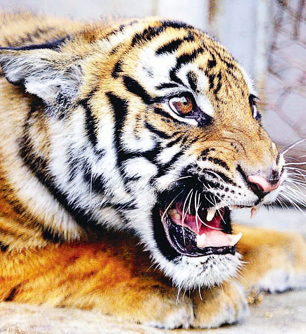 Five tigers will be sent to Rajaji Tiger Reserve