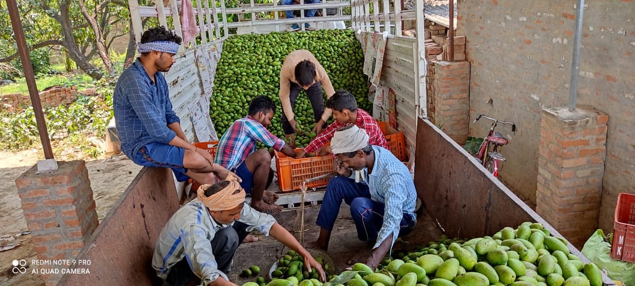 Three days of imprisonment increased problems for mango planters