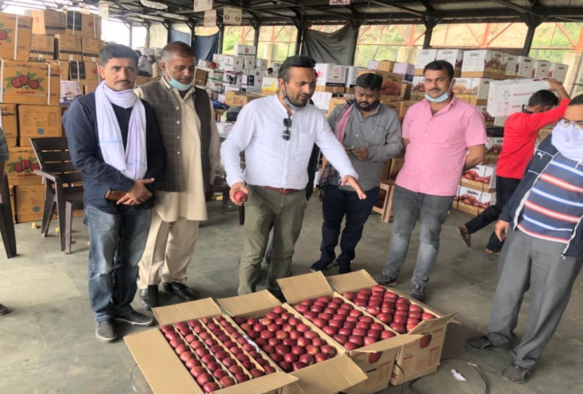Himachal: Bang entry of Spur apple into the apple market, sold for four thousand rupees per box