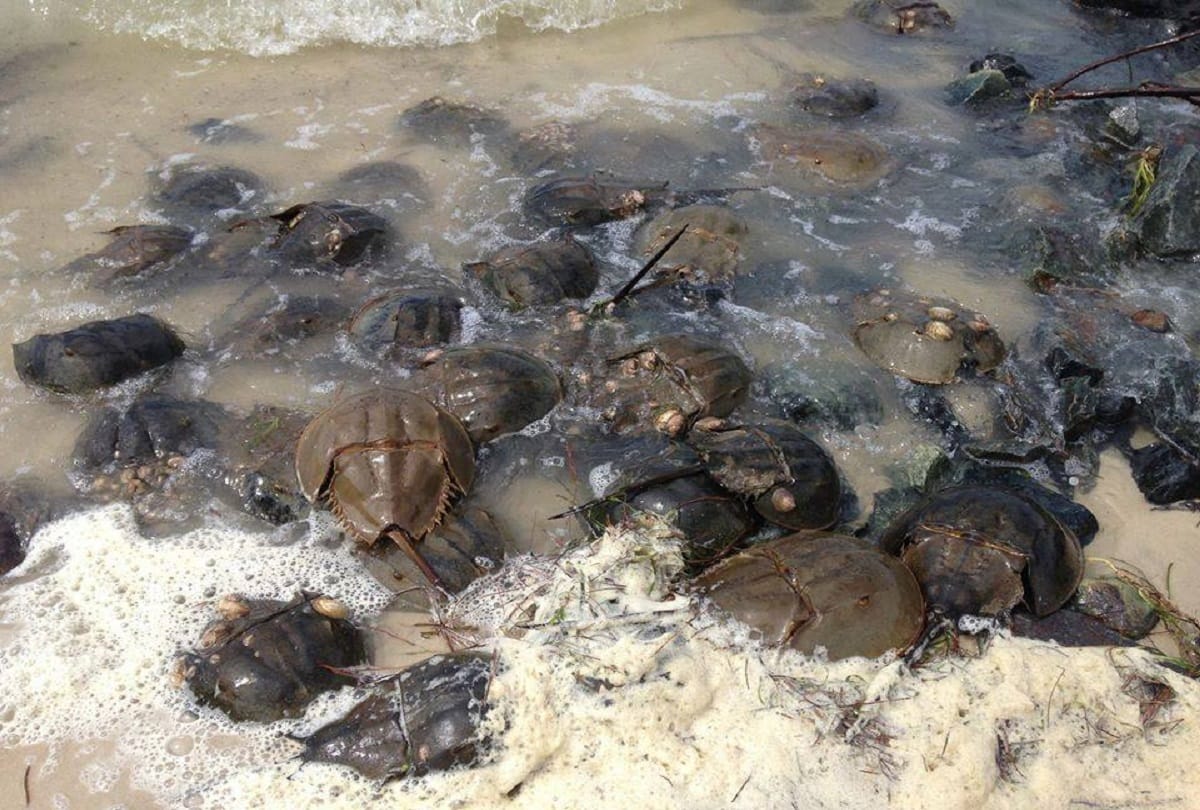 coronavirus vaccine update news today: Horseshoe crab blue blood uses to develop Covid vaccine