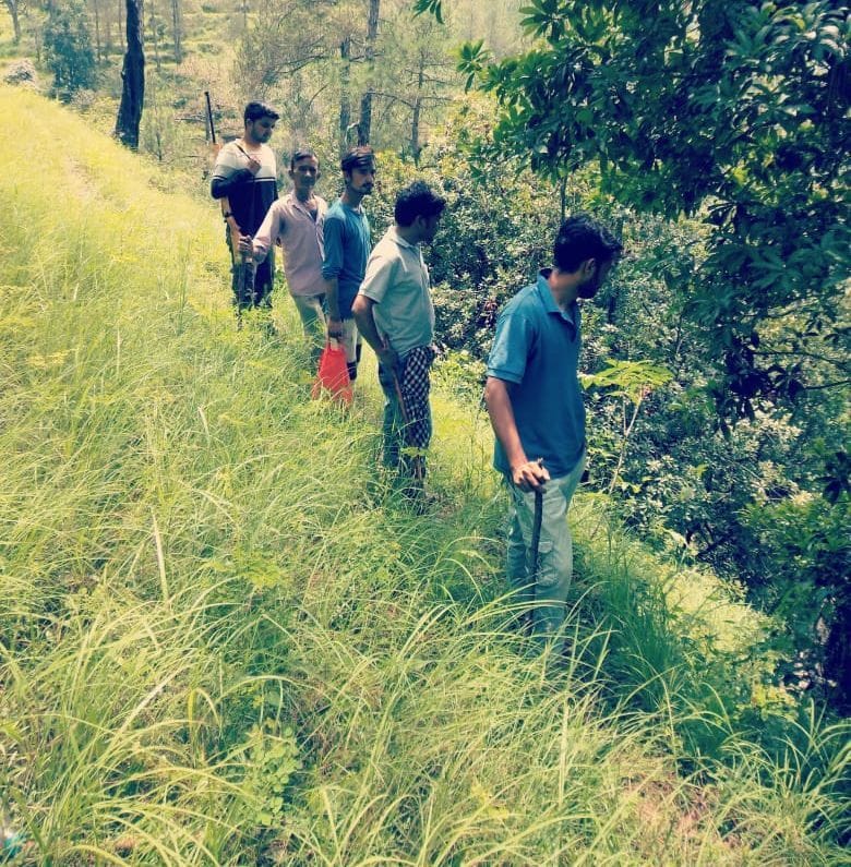 Leopard in Almora