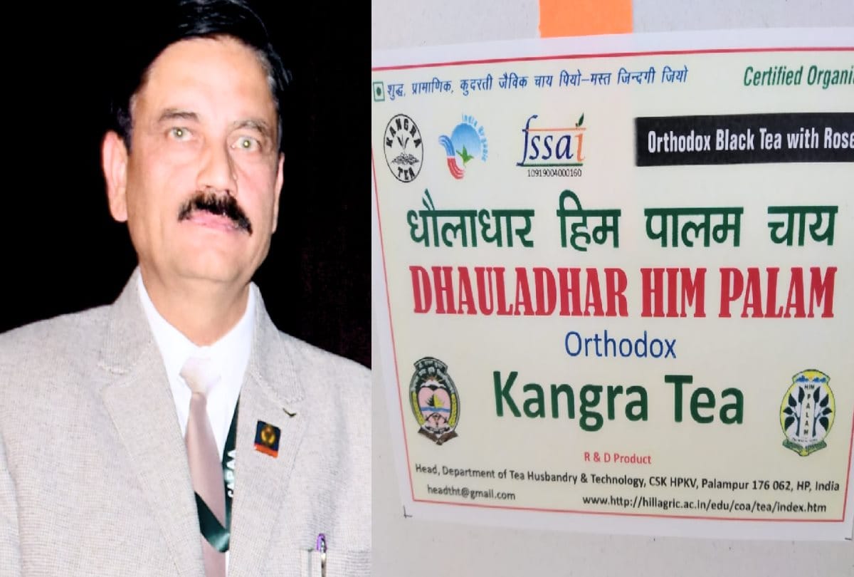 Agricultural University Palampur will soon launch Dhauladhar Him Palam Tea