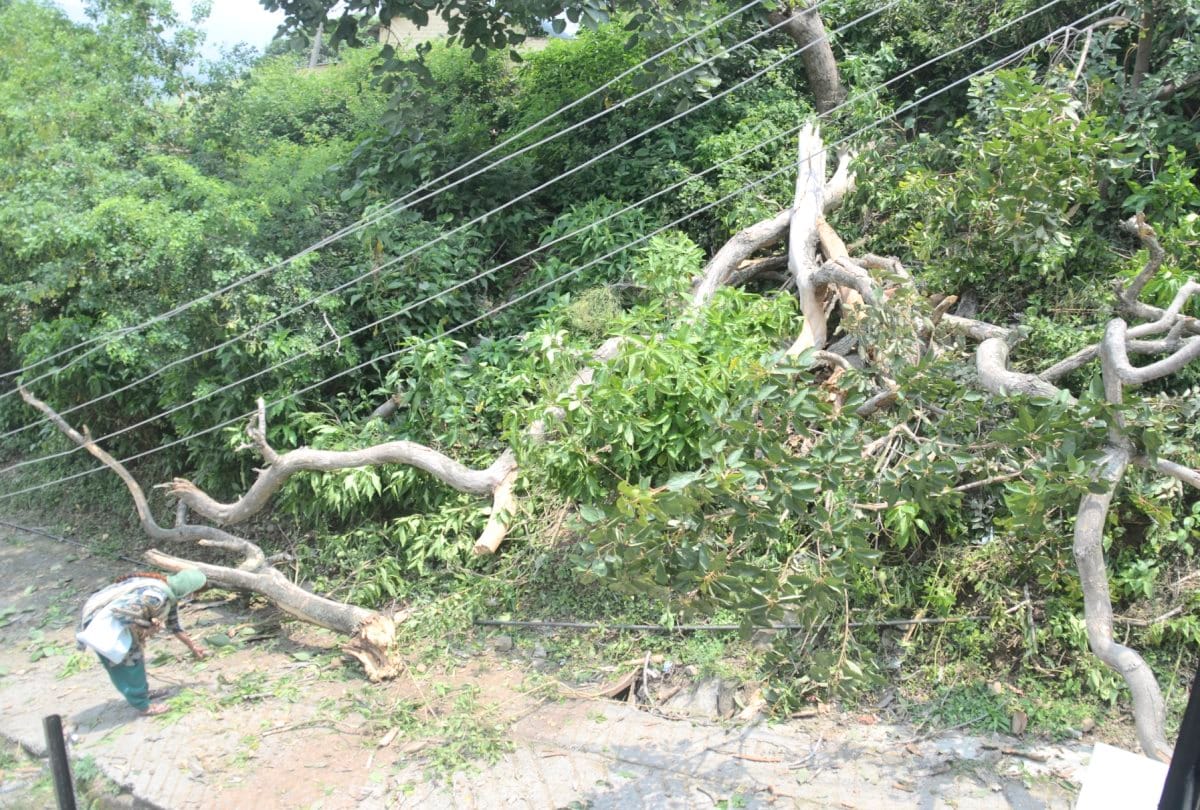 Himachal: damage to vehicles due to tree fall, one injured, two days of heavy rain alert