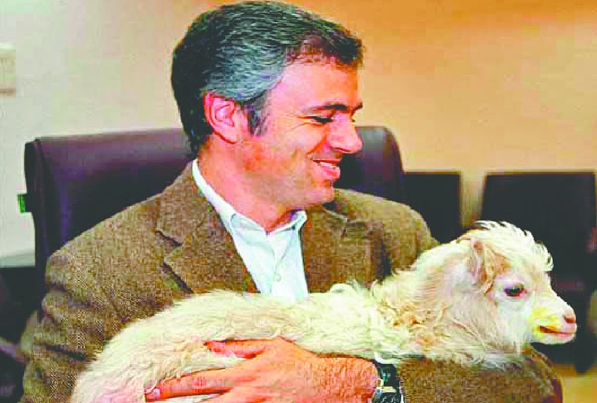 first Pashmina goat prepared from a clone is now of eight years 