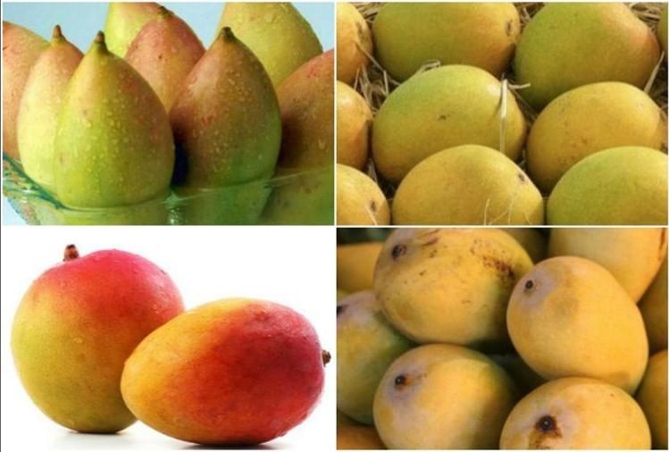 12 Different Types Of Mangoes In India Sprout Monk vrogue.co