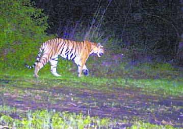 The tigress was captured again in the camera, planning to hold the rooms cage