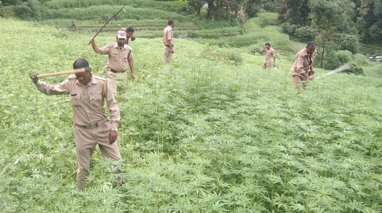 Anti Drug Team in Bageshwar