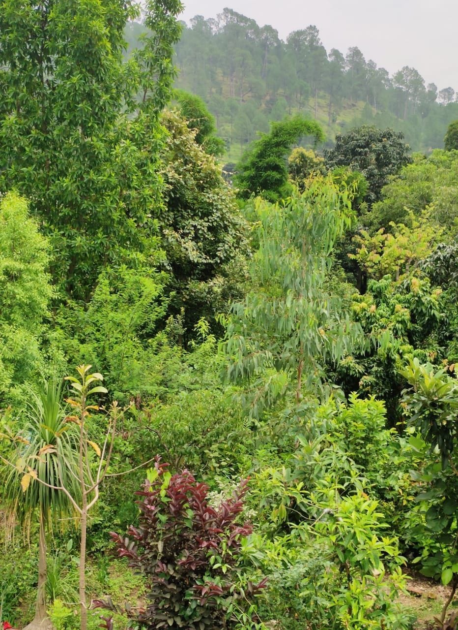 Plantation in Bageshwar