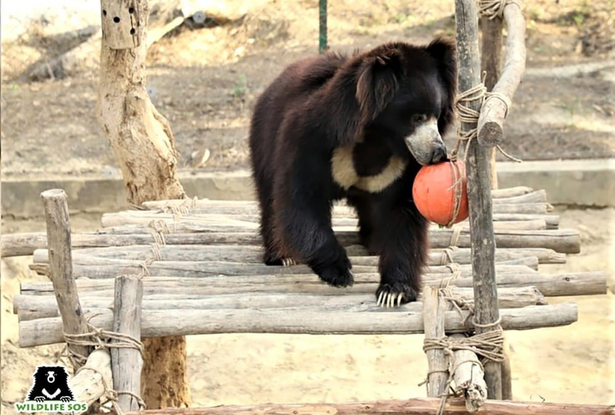 Sloth bear Rangeela completed two year of freedom in bear conservation Center agra