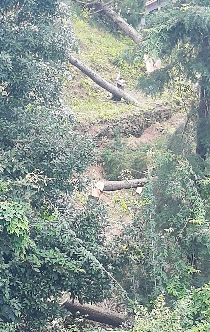 Tree Cut in Ranikhet