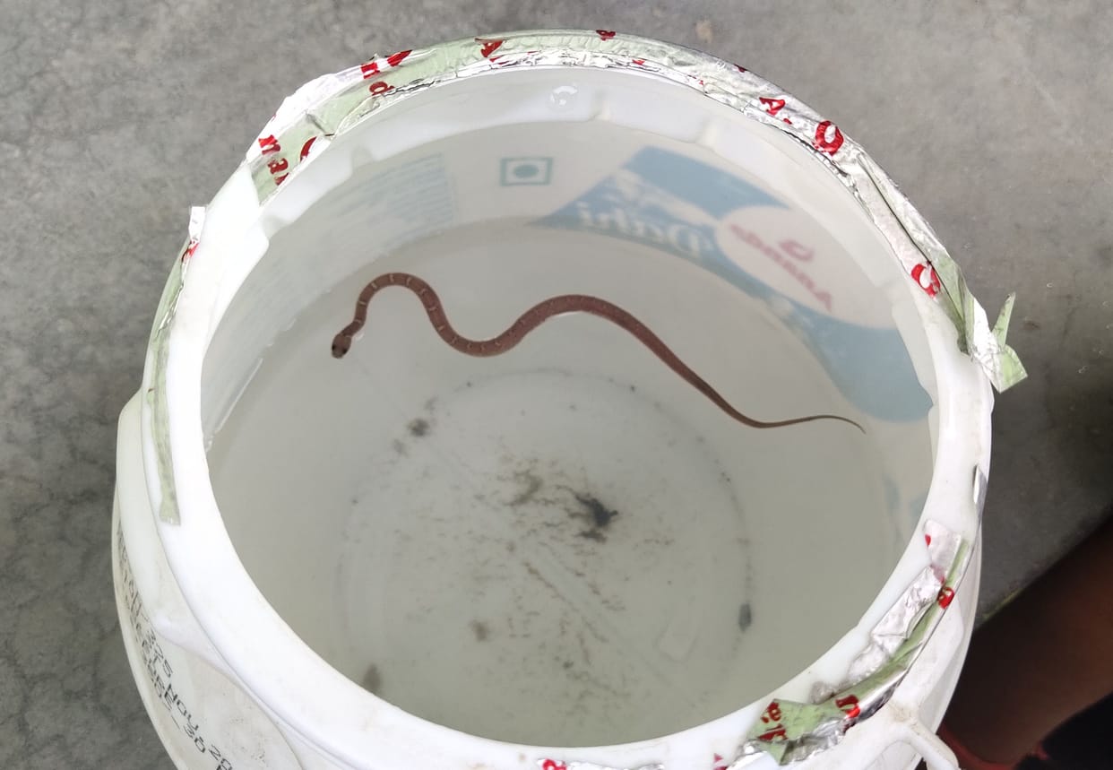 snake in water