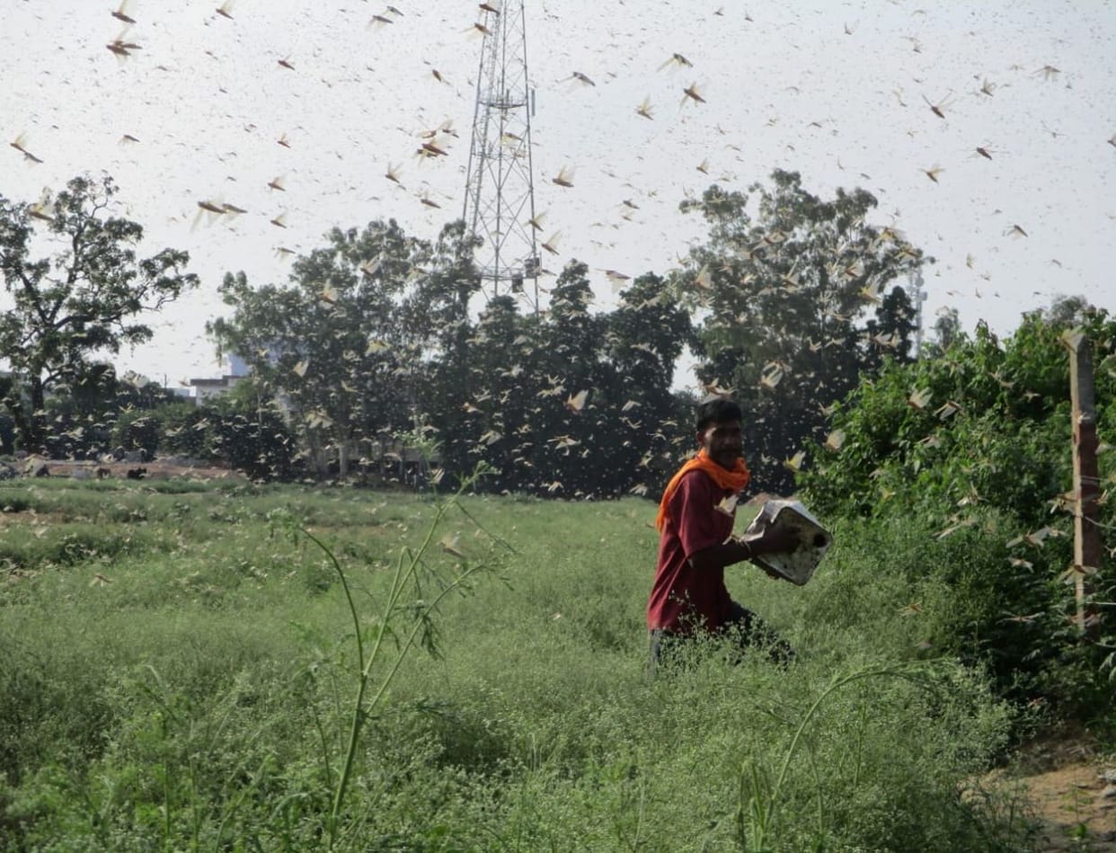 tiddi dal in farrukhabad