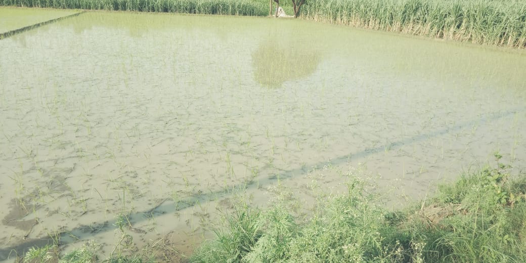 Relief from farmers due to rain, paddy planting intensified