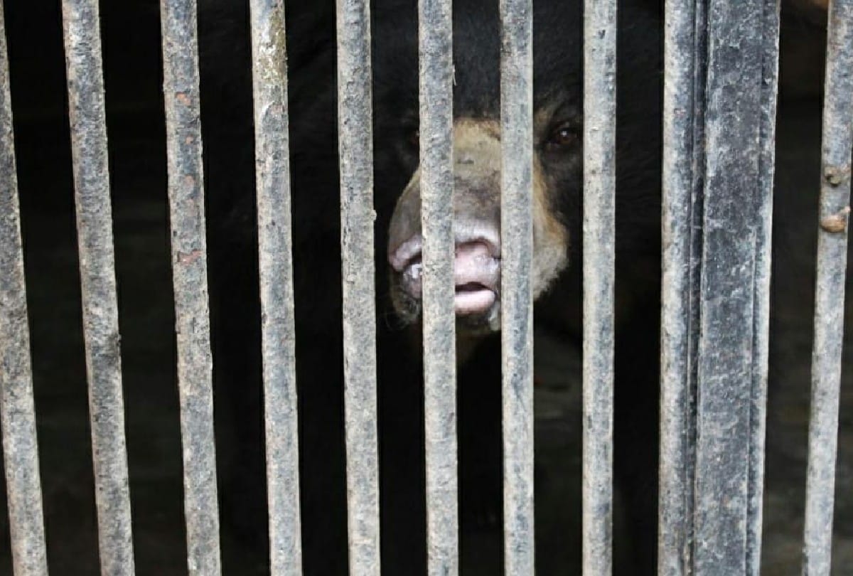Bear attacked by young man in Sonbhadra, serious, injured BHU refer