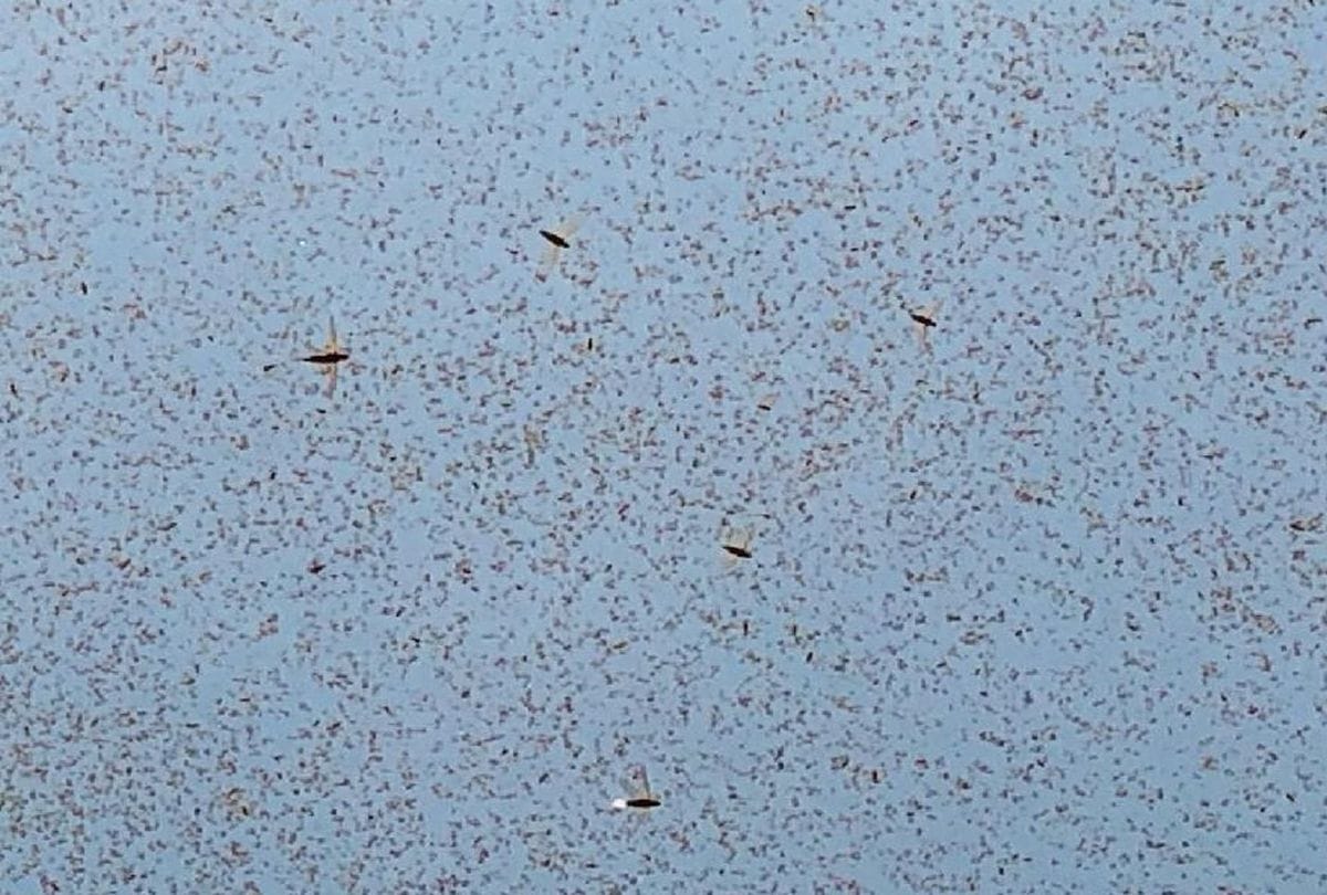locust swarm attack in mainpuri