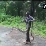 king cobra in tamilnadu
