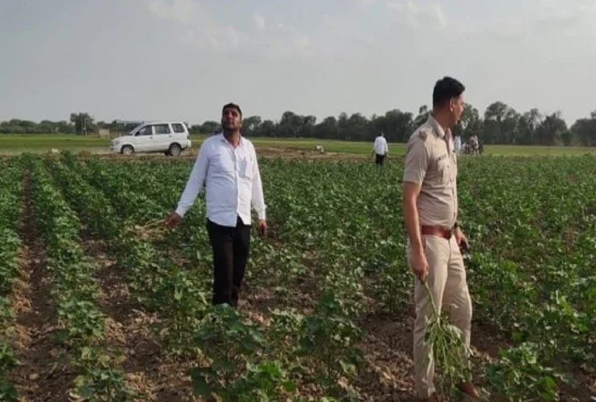 locusts attack in sirsa