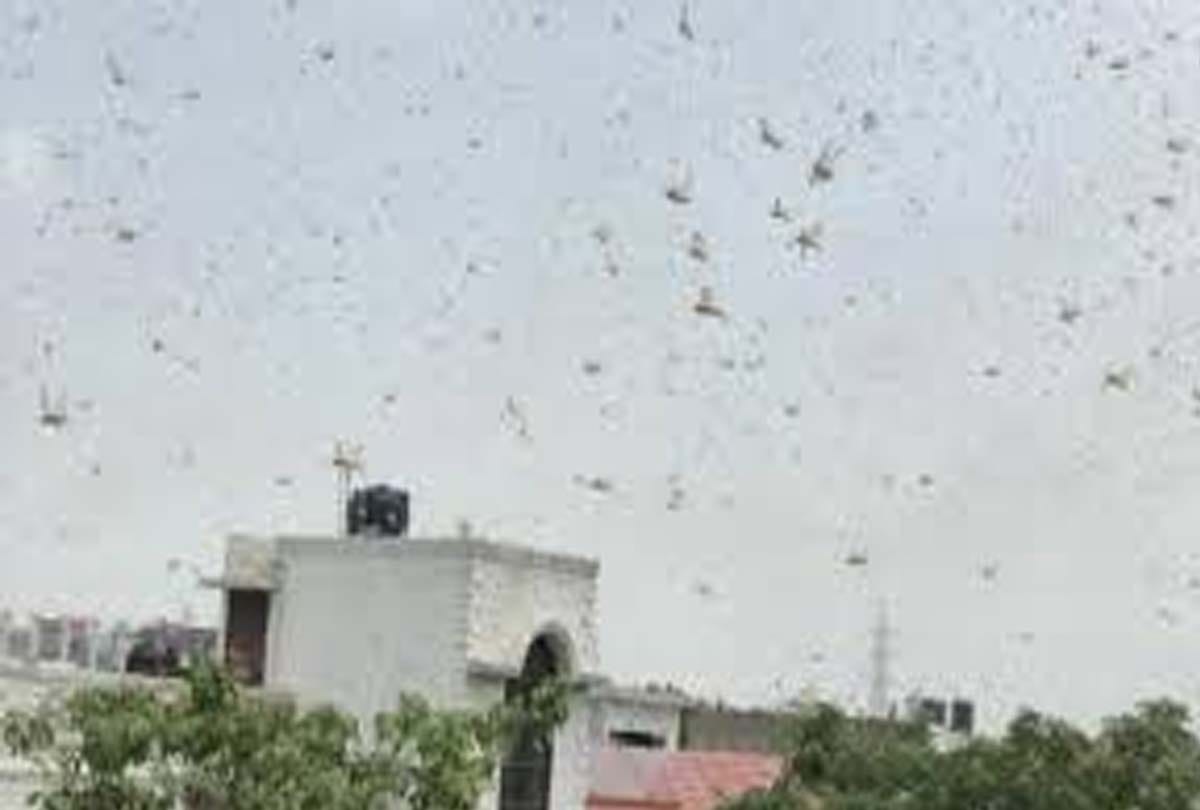 Tiddi Dal attack in five surrounding districts of Kanpur