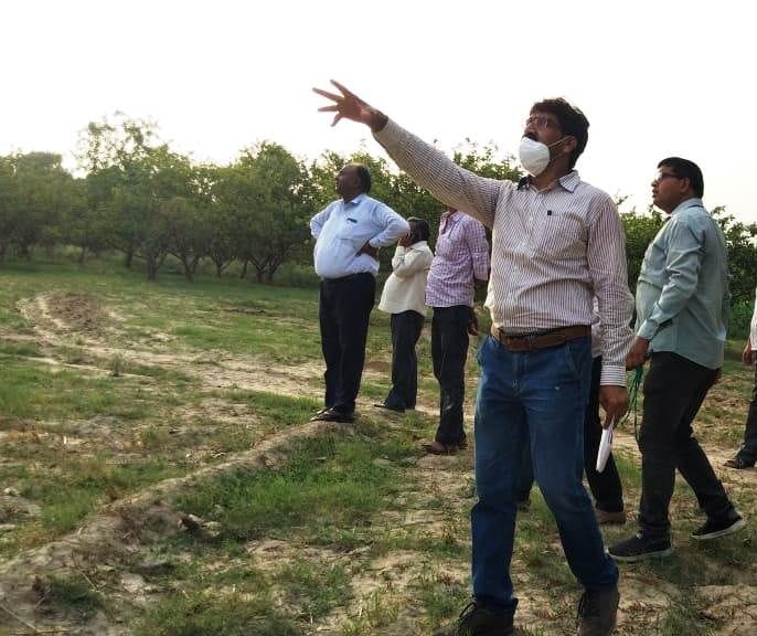 locust seeing in sadabad