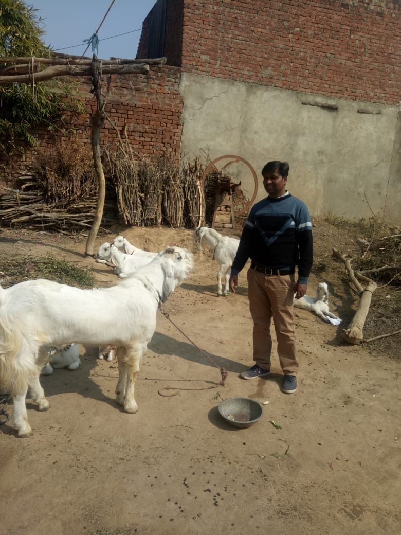 etawah,etawah news,krashi
