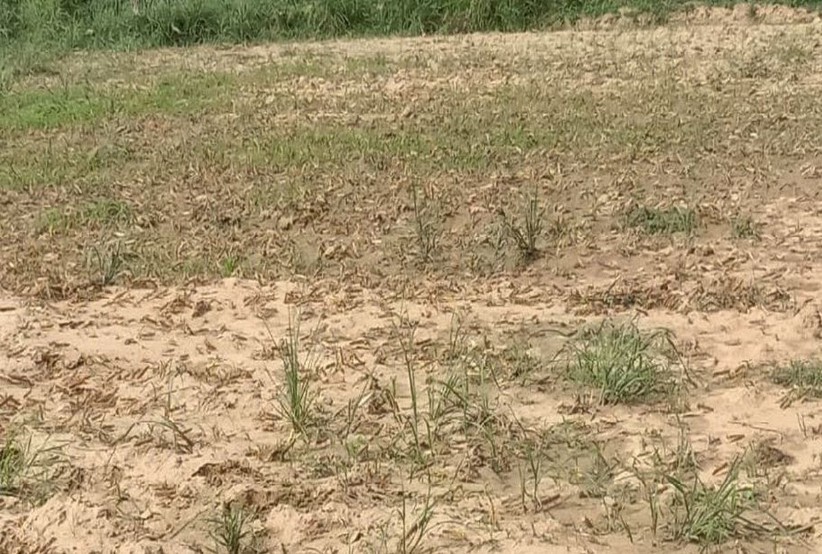 Locusts Tiddi Attacks In Bah Village Near Mp Border Agra