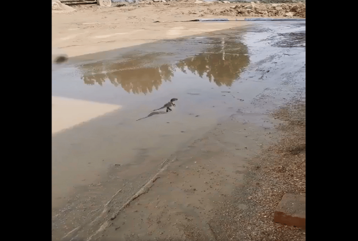 A little dinosaur's video is viral here find out whether its true or a 3D animation