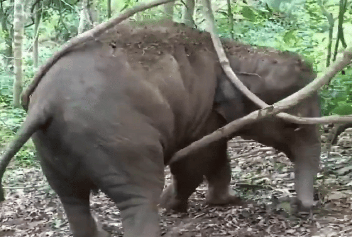 elephant hang on tree video goes viral on social media