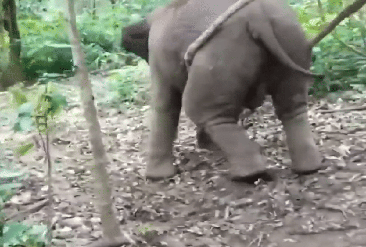 elephant hang on tree video goes viral on social media