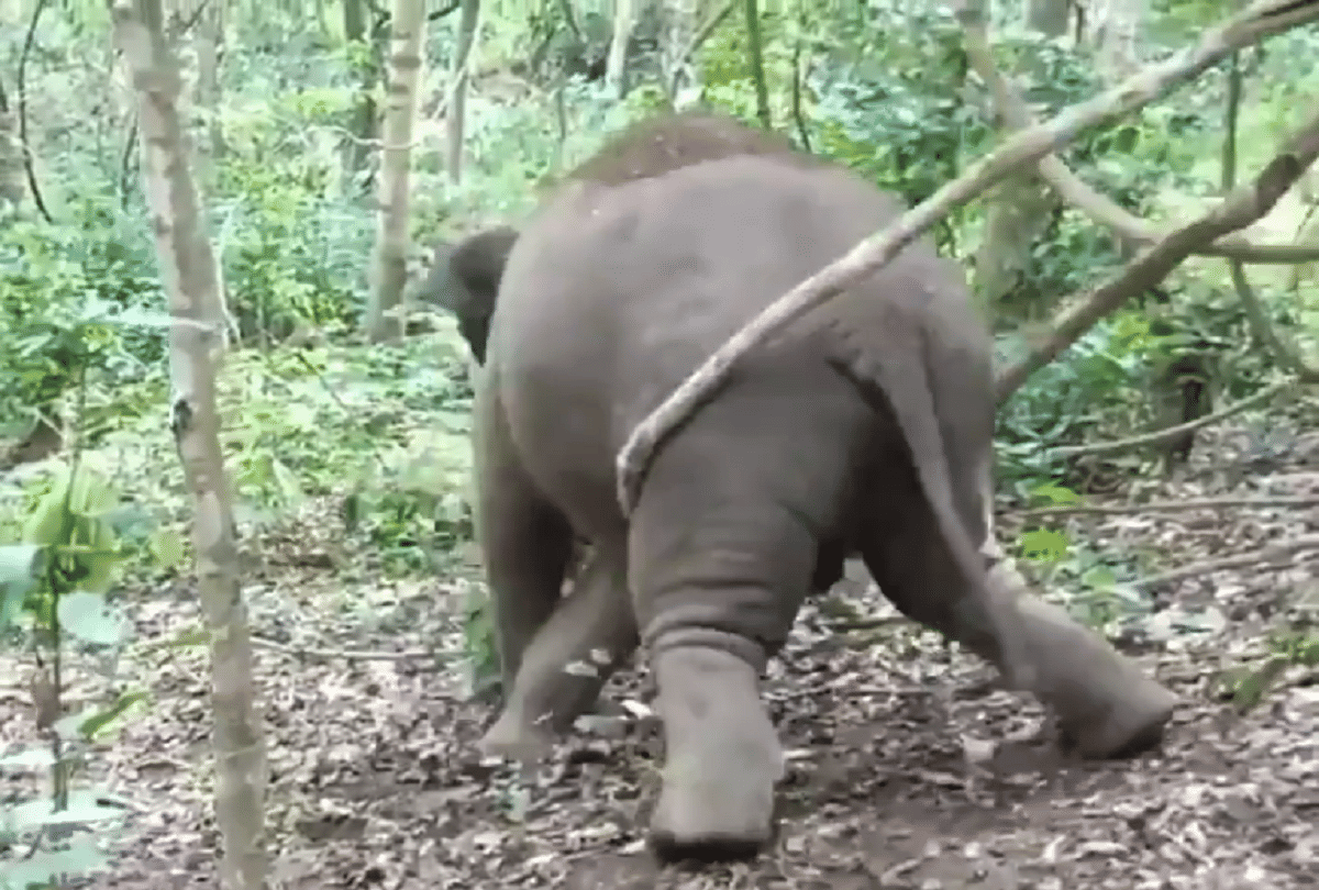 elephant hang on tree video goes viral on social media