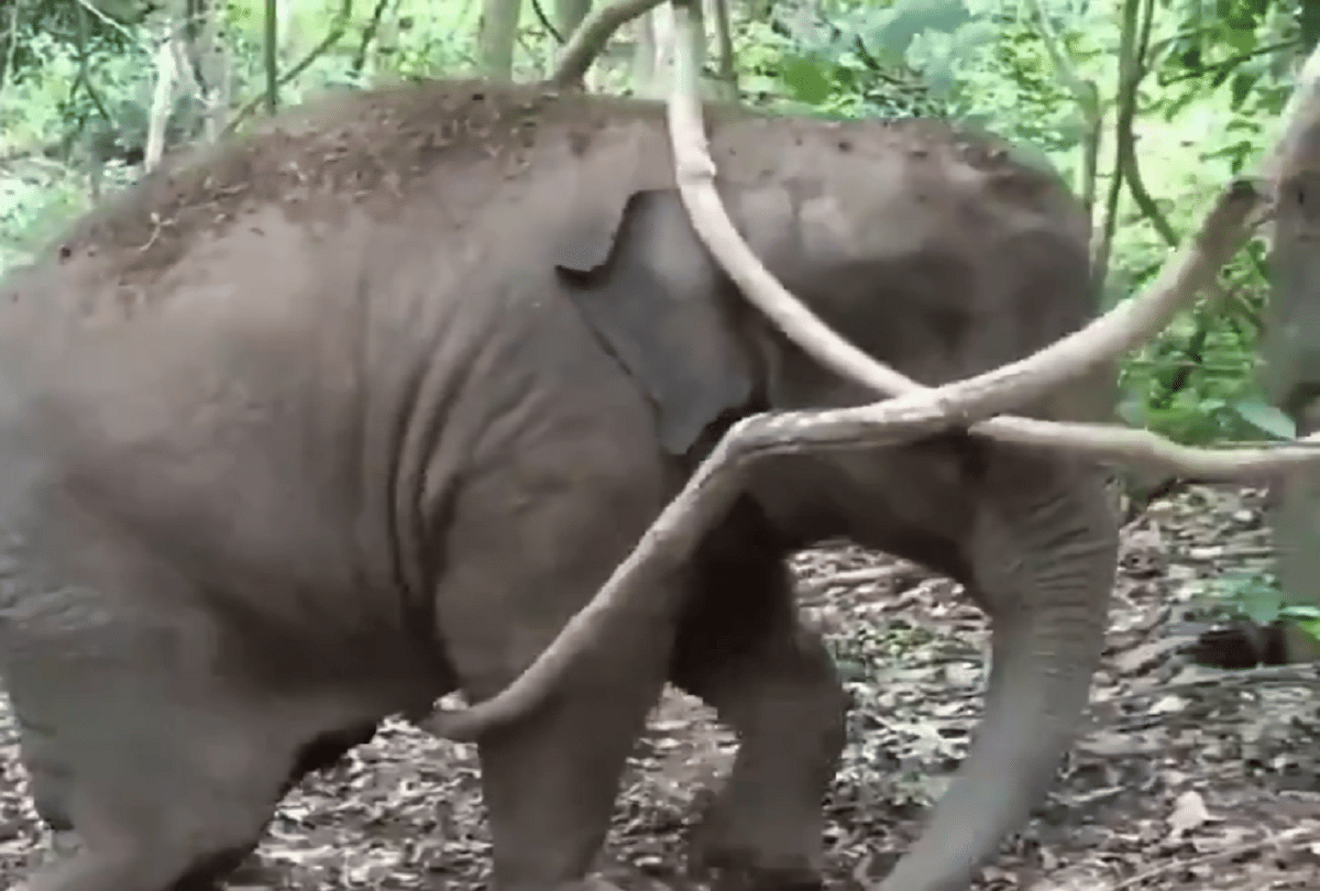 elephant hang on tree video goes viral on social media