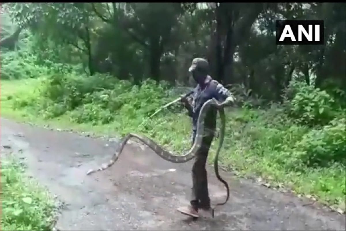 15 feet long King Cobra was rescued from Narasipuram village in Thondamuthur, Coimbatore by Forest Department today