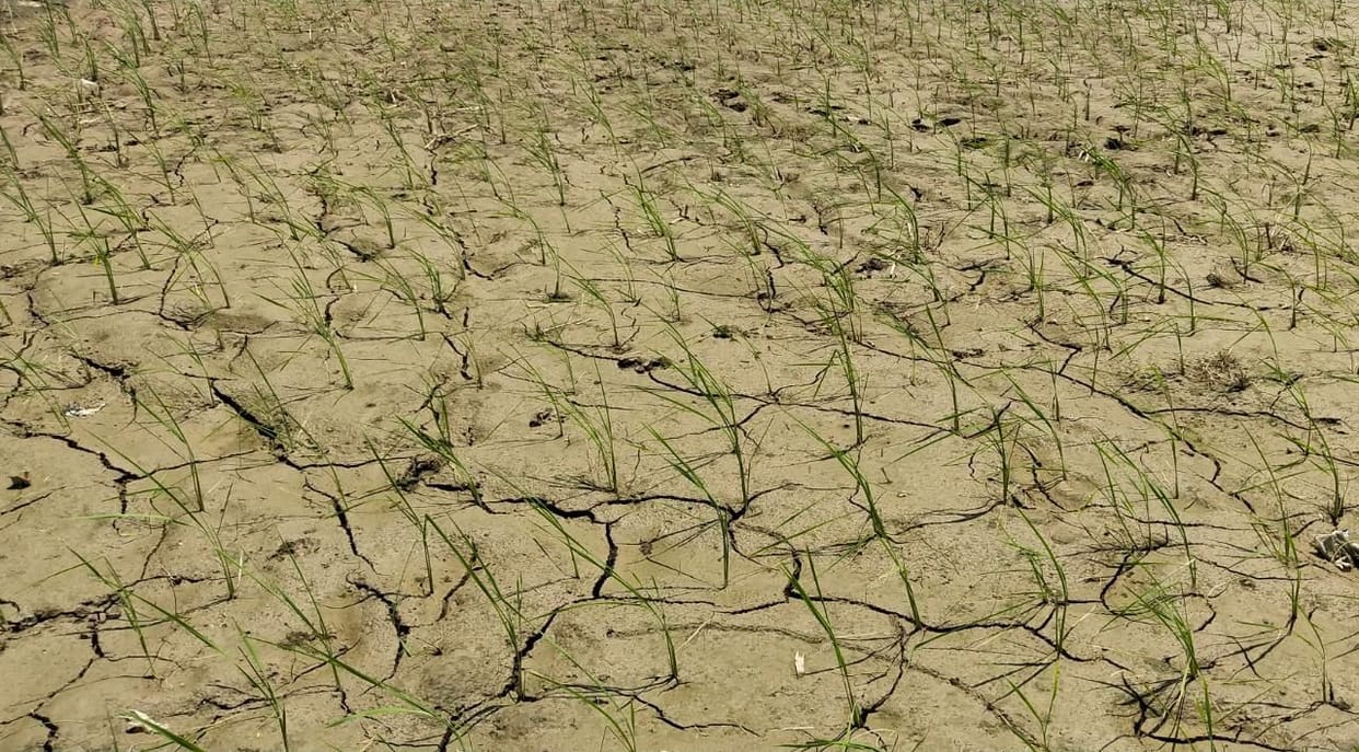 no rain, dry, croup, water, farmer, mathura